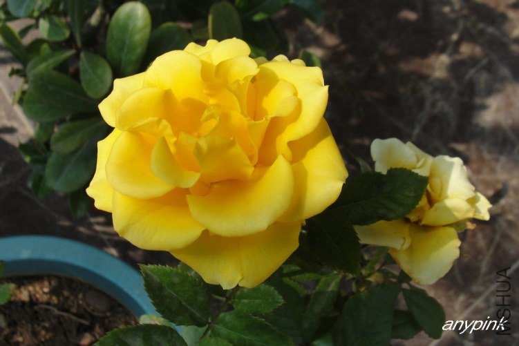 DSC00334-1.jpg