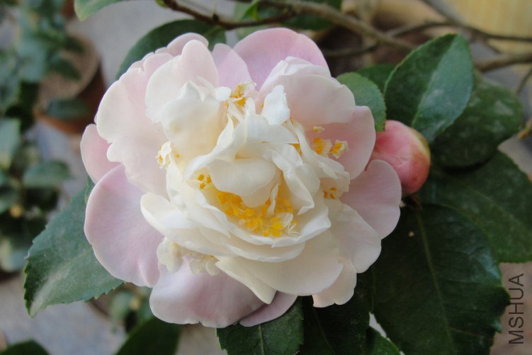 DSC00431-1.jpg