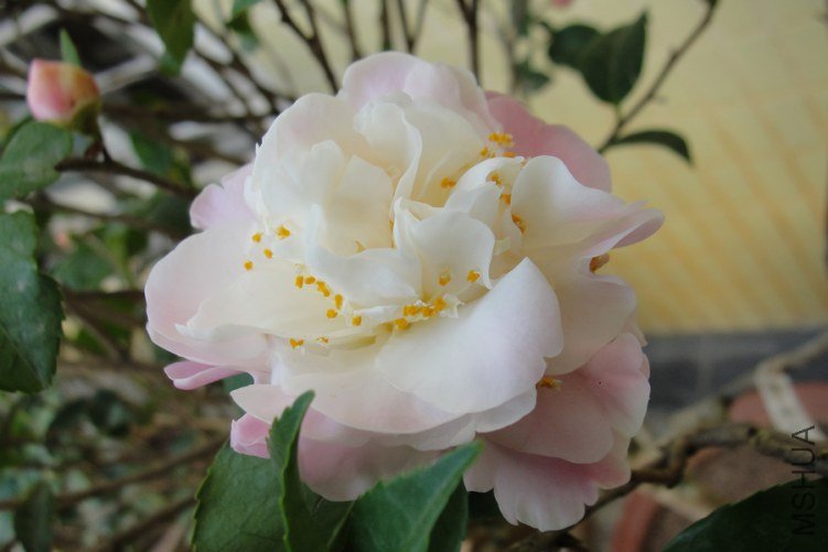 DSC00432-1.jpg