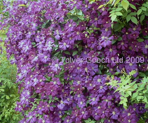 02Etoile Violette2.jpg