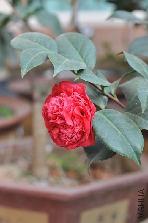 DSC_0563.JPG