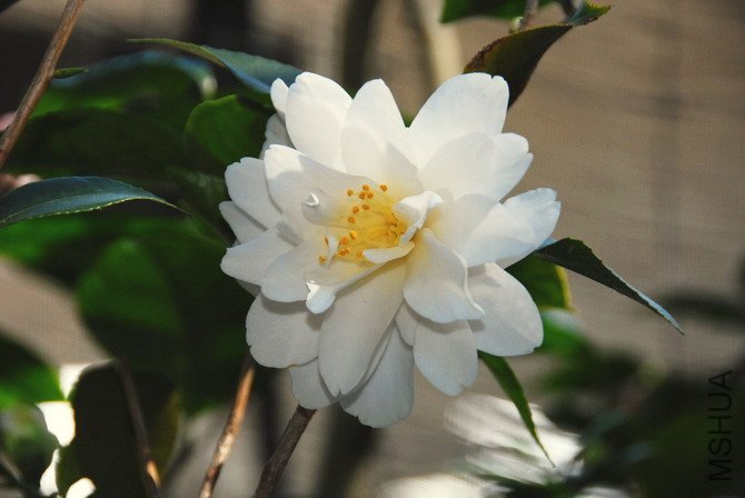 Small Water Lily-SS.jpg