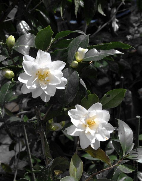 Small White Star-SS.jpg