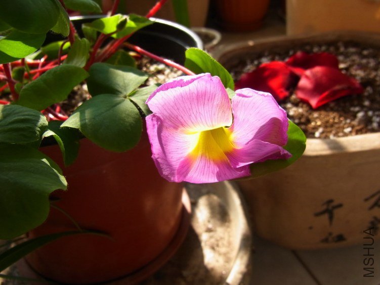 �ϻ�ܽ����