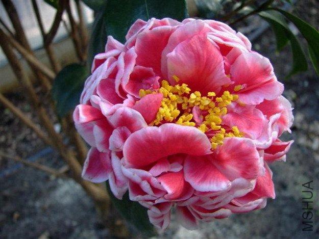 OLHZ-from Florida.jpg