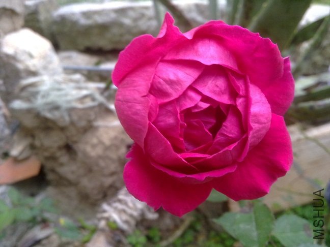 20111222082.jpg