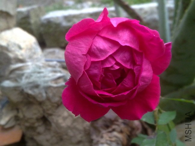 20111222096.jpg