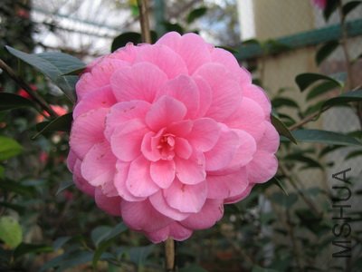 ��ƬΪ���� ��ͨ��