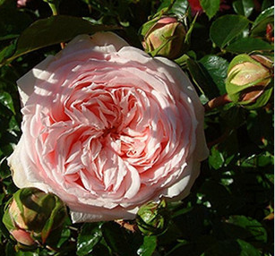 Awakening(���ѣ�