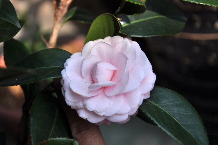 DSC_0636.JPG