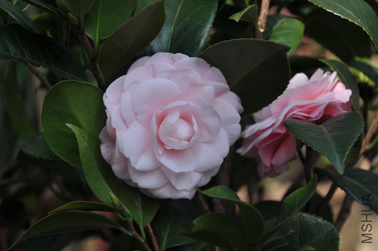 DSC_0637.JPG