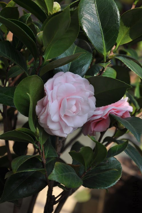 DSC_0638.JPG