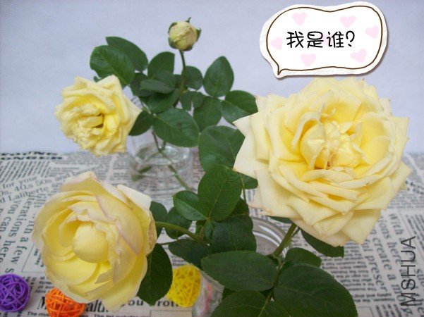 100_4513_conew1.jpg