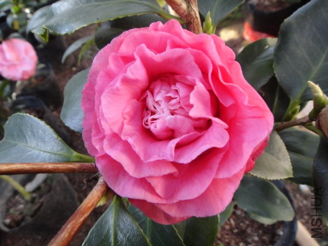 DSC01414.JPG