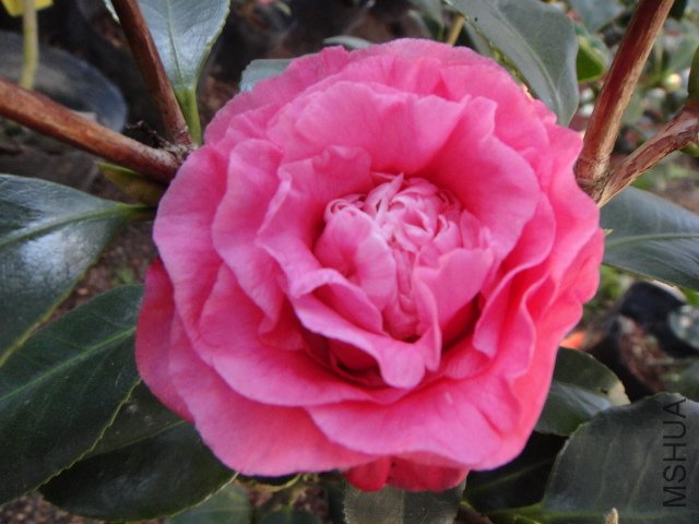 DSC01415.JPG