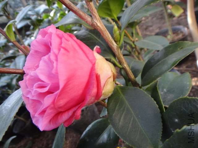 DSC01416.JPG