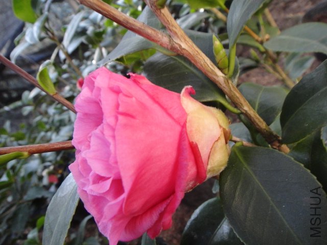 DSC01417.JPG