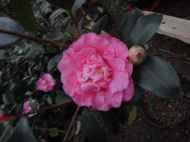 DSC01507.JPG