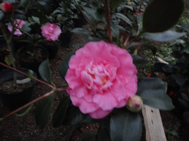 DSC01509.JPG