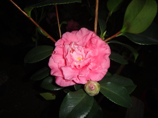 DSC01511.JPG