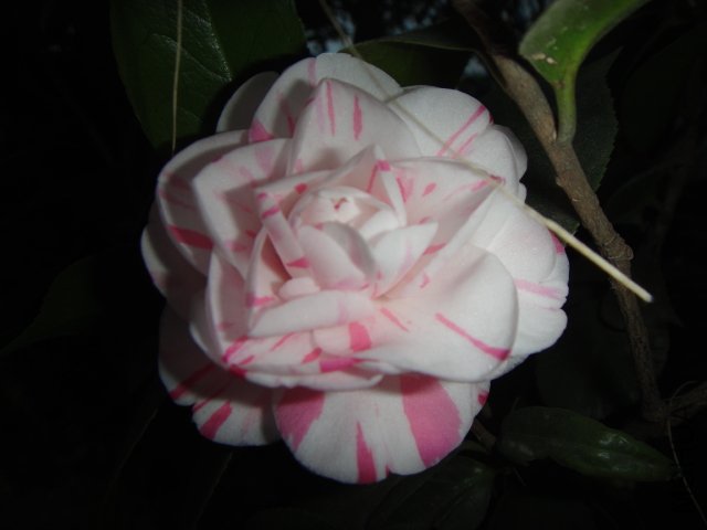 DSC01523.JPG