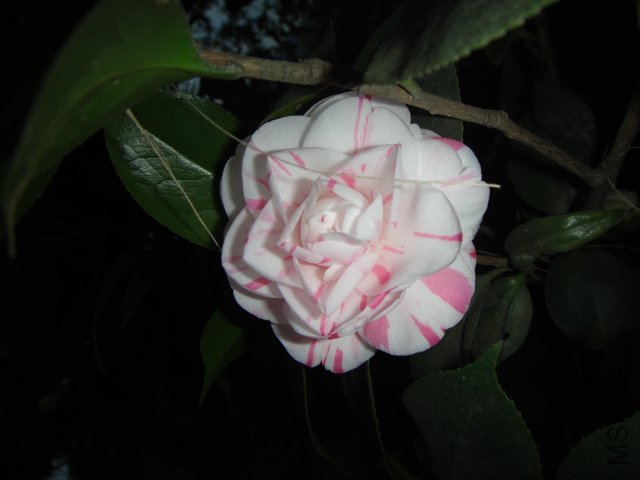 DSC01524.JPG