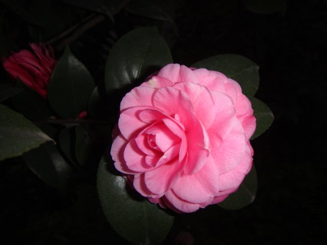 DSC01525.JPG