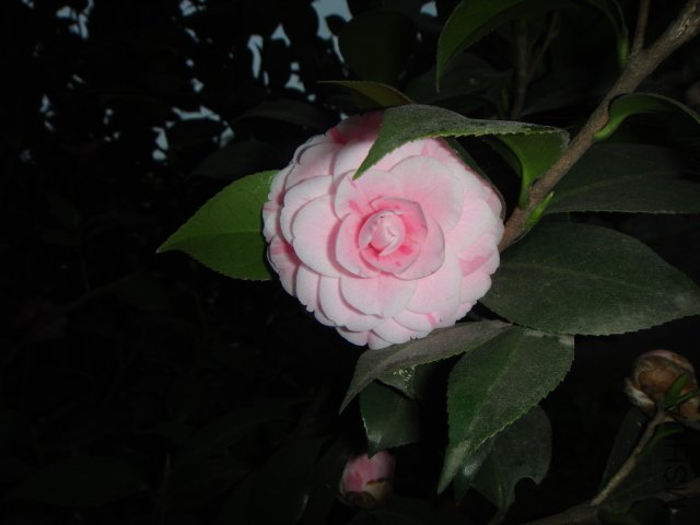 DSC01526.JPG