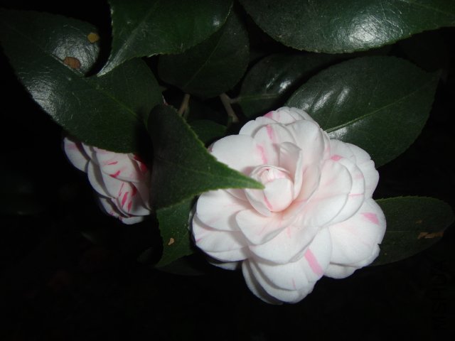 DSC01527.JPG