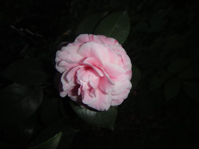DSC01528.JPG