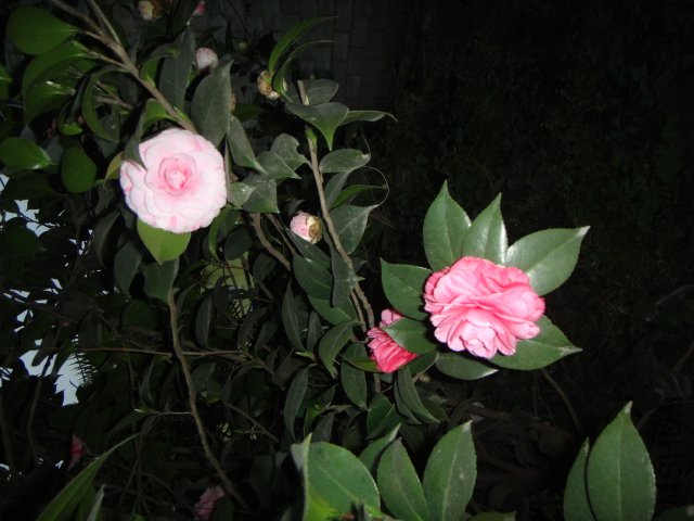 DSC01529.JPG