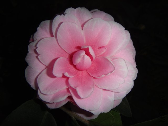 DSC01530.JPG