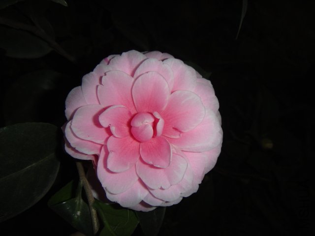 DSC01531.JPG