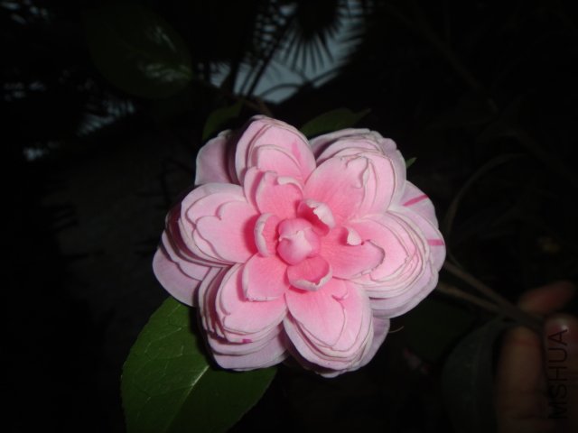 DSC01532.JPG