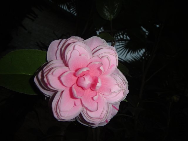 DSC01533.JPG