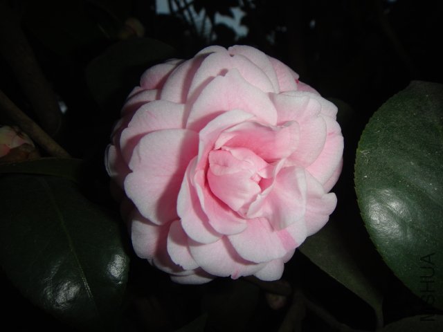 DSC01534.JPG