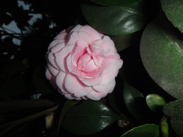DSC01535.JPG