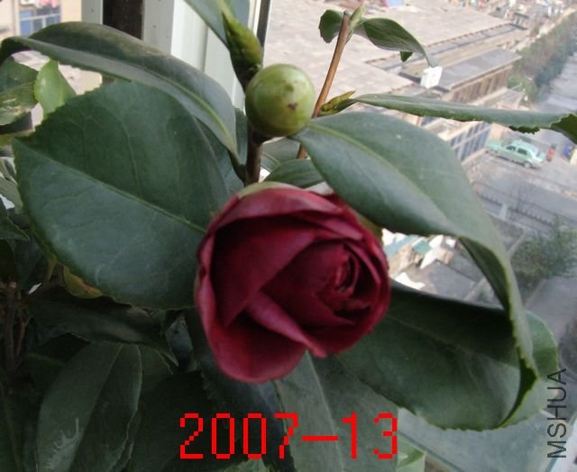 DSCF2448.jpg