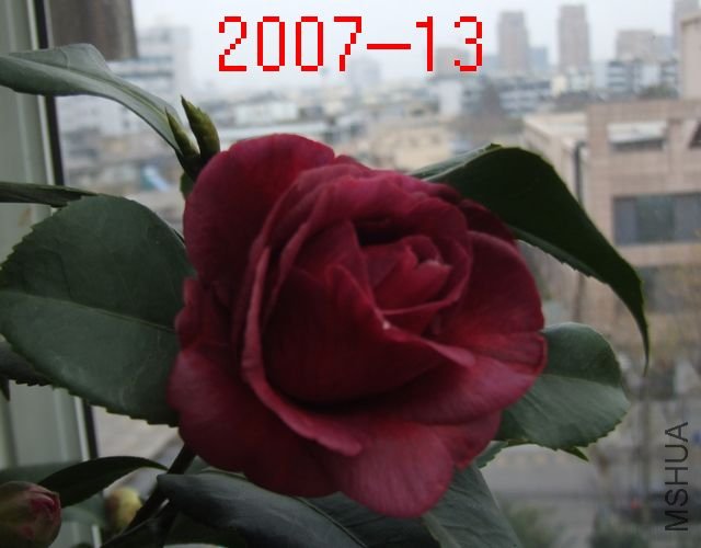 DSCF2462.jpg