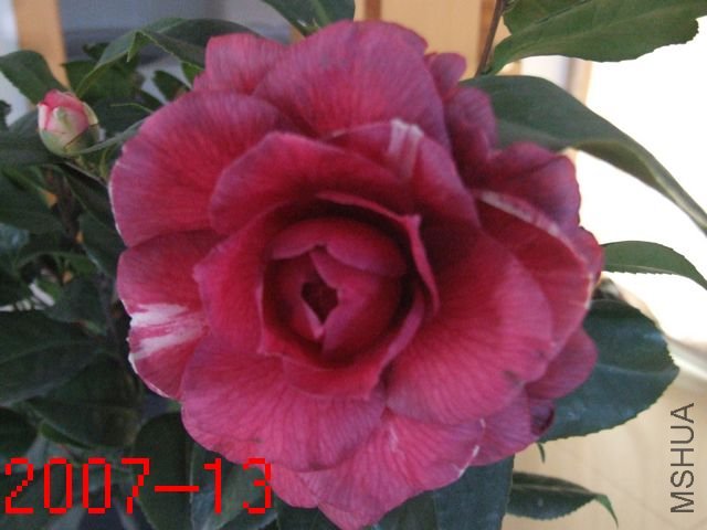 DSCF2534.JPG