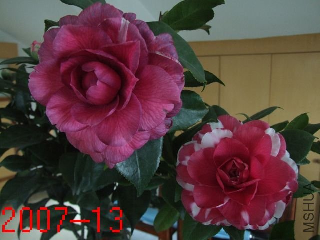 DSCF2576.JPG