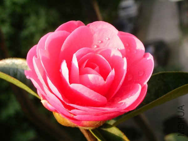 DSCN3924-2.jpg