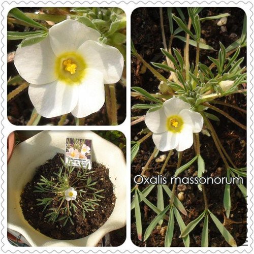 Oxalis massonorum_����.jpg