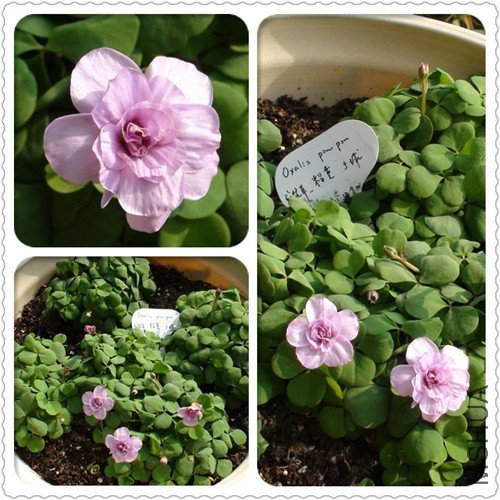 oxalis pompom_����.jpg