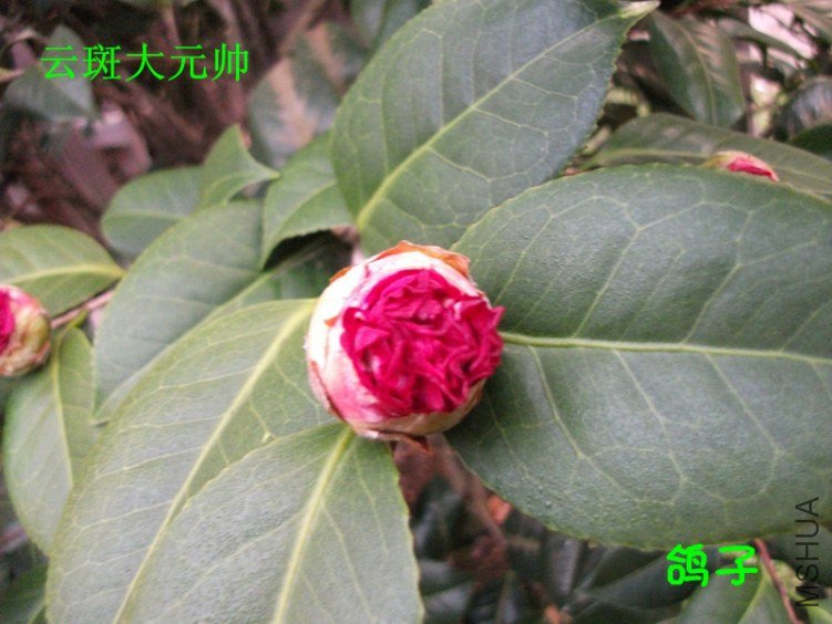 DSCF3578_����.jpg