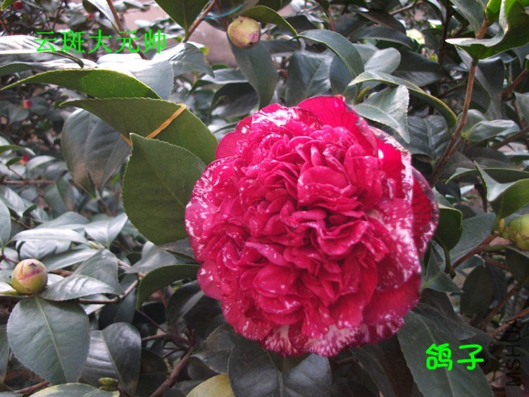 DSCF3662_����.jpg