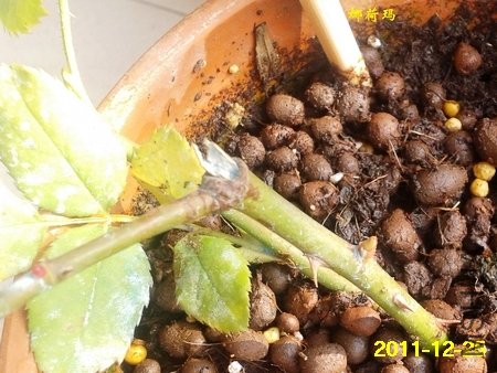 2011-12-25 09.52.48.jpg