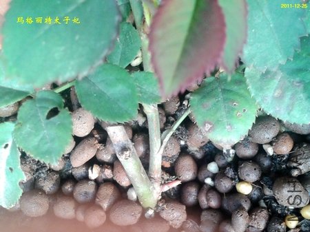 2011-12-25 09.52.28.jpg