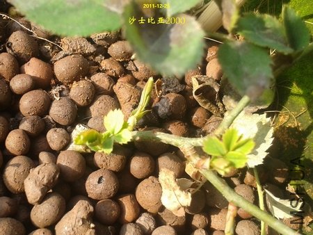 2011-12-25 09.52.02.jpg