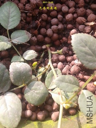 2011-12-25 09.51.38.jpg